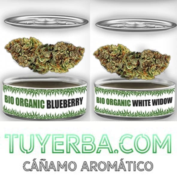 FLOR AROMÁTICA TUYERBA - BIO | A Loja da Maria