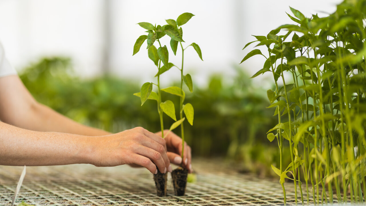 Atami B'Cuzz: Estimuladores e aditivos para floração