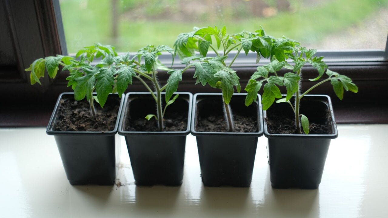 Plântulas de tomate em vasos — sementes e germinação