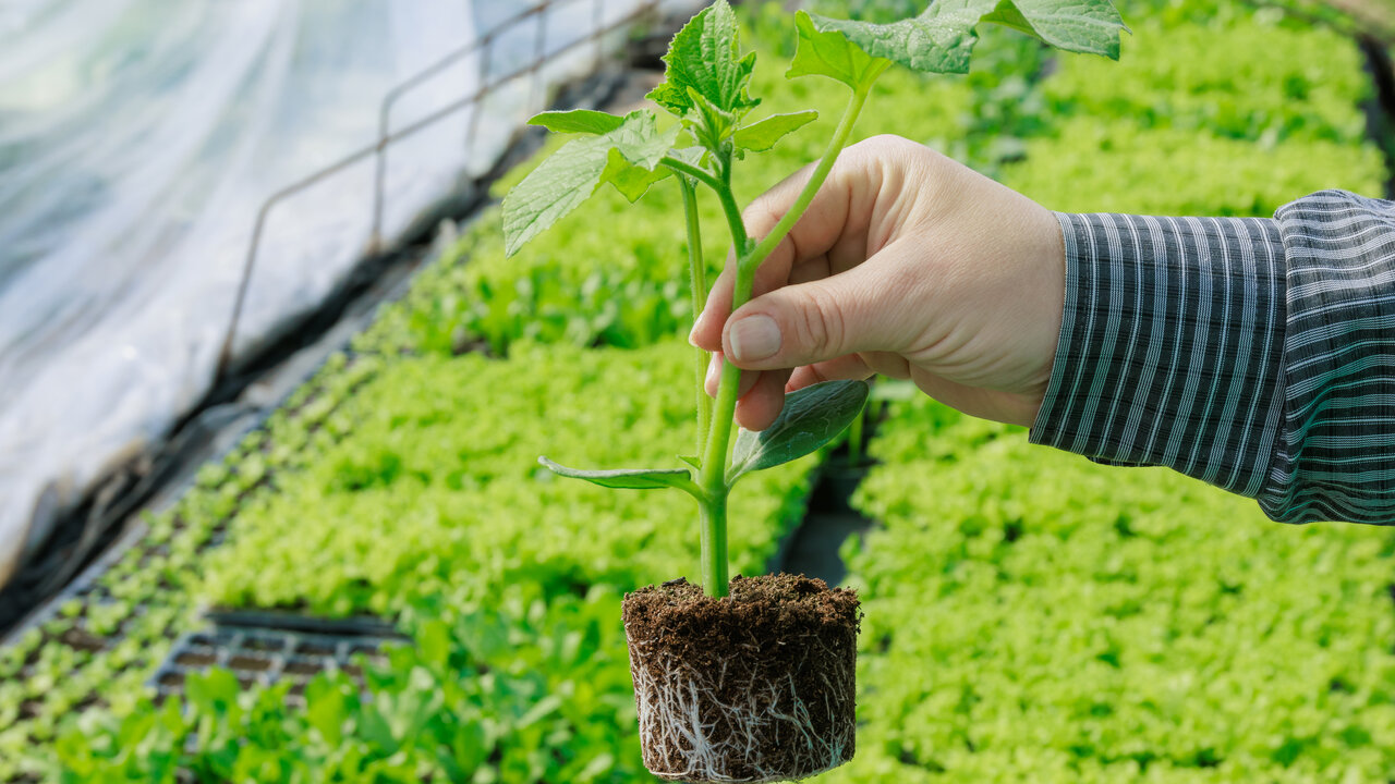 Substratos: Terra vs coco vs perlite para cultivo indoor