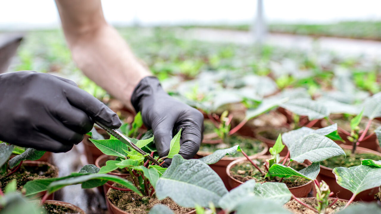 Trimmers e máquinas de corte: Como aparar flores em escala