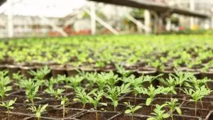 Guia completo de cultivo indoor: Os 7 passos essenciais do germinar à colheita