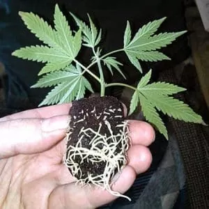 Todos os passos de como clonar cannabis