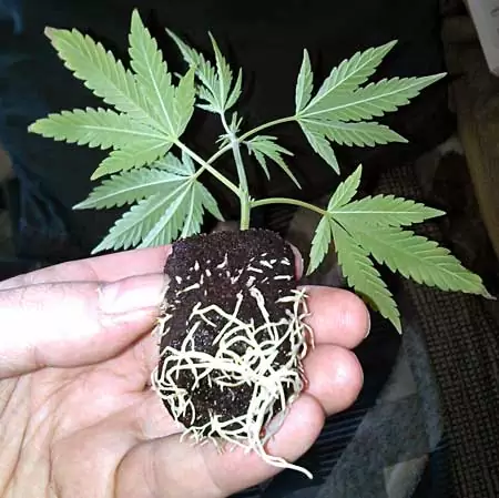 Todos os passos de como clonar cannabis