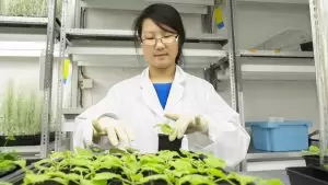 Advanced Nutrients: Tecnologia pH Perfect® e guia de dosagem
