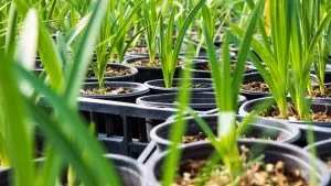 Armários de cultivo (grow cabinets): HomeBox e DarkBox vs tendas