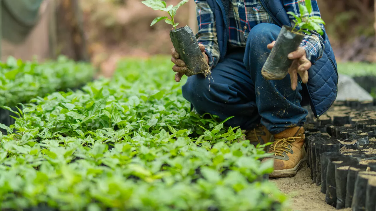 Atami ATA: Guia da marca holandesa de fertilizantes