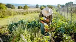 BioBizz: Fertilização 100% orgânica do início ao fim