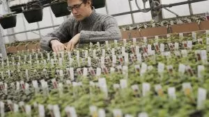 Canna: Linha completa de fertilizantes para cultivo