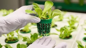 Controlo de pragas em cultivo indoor: Prevenção e tratamento