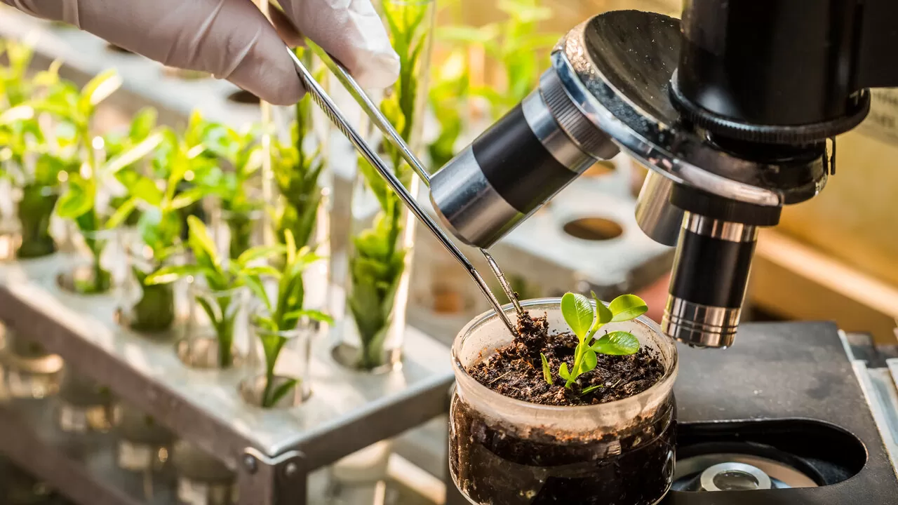 Enriquecimento com CO2: Vale a pena para o cultivador doméstico?