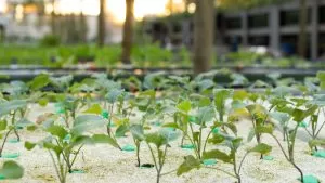 Germinação e enraizamento: Propagadores, tapetes aquecidos e estacas