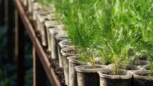 Glossário e parâmetros técnicos do cultivo indoor: pH, EC, PPFD e VPD