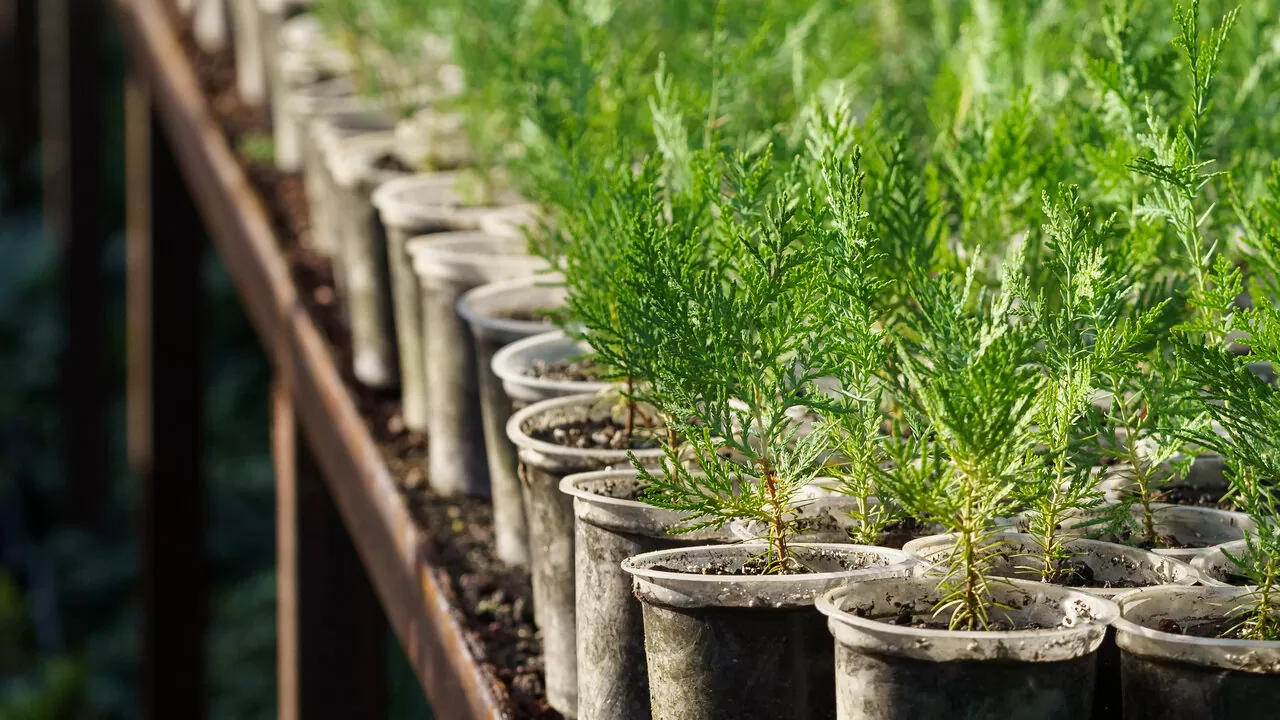Glossário e parâmetros técnicos do cultivo indoor: pH, EC, PPFD e VPD