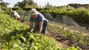 GuanoKalong: Fertilização orgânica à base de guano