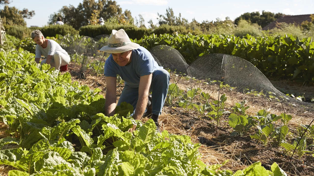 GuanoKalong: Fertilização orgânica à base de guano