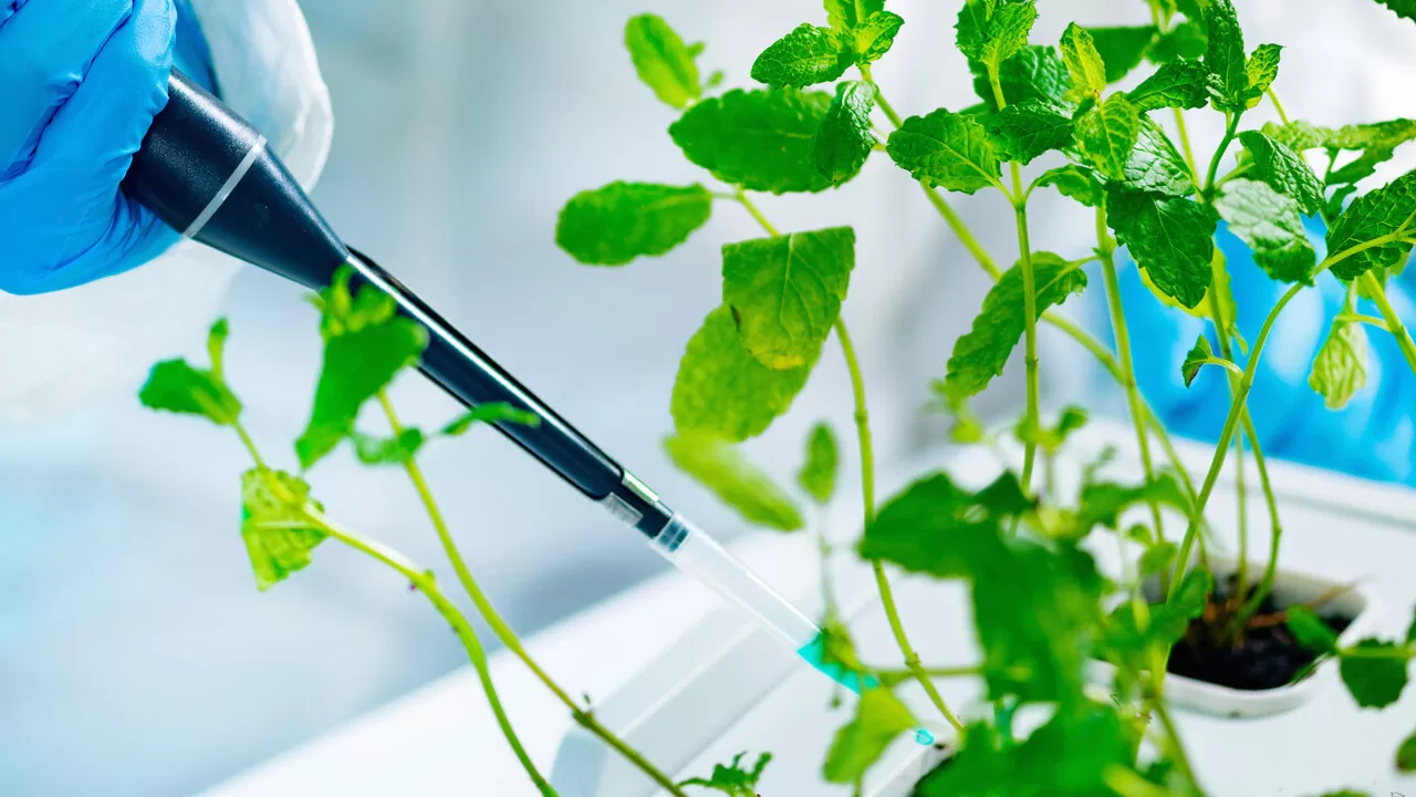 Hesi: Fertilizantes de precisão para cada fase do ciclo