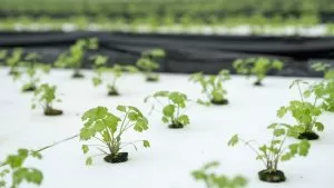 Hidroponia e aeroponia: Sistemas sem solo para cultivo indoor