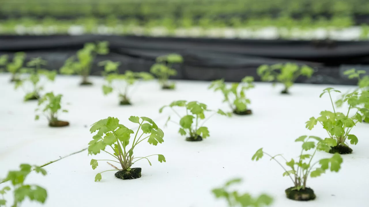 Hidroponia e aeroponia: Sistemas sem solo para cultivo indoor