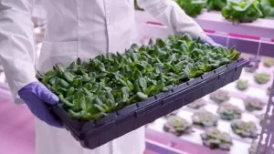 Iluminação no cultivo indoor: Comparativo LED vs. HPS e espectros