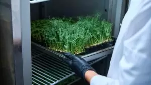 Liofilização de ervas e flores: Como funciona a secagem a frio