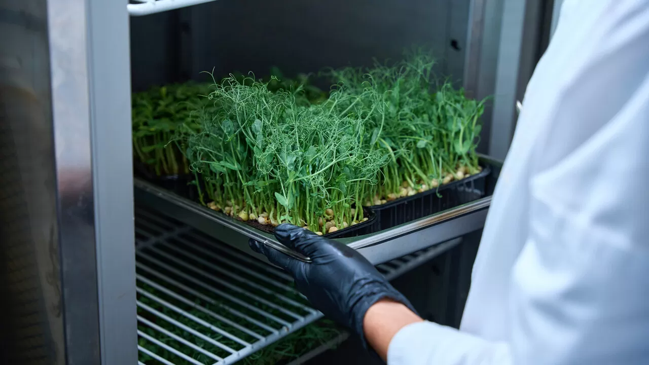 Liofilização de ervas e flores: Como funciona a secagem a frio