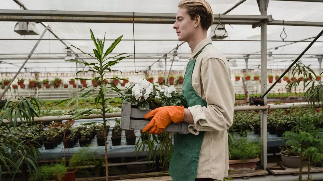 Jardineira a cuidar de plantas em estufa — movimento grow