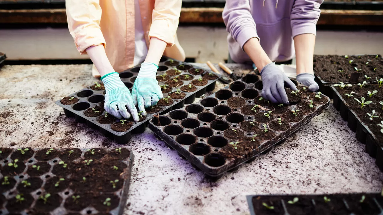 Packs de fertilizantes: Como escolher o kit completo certo