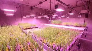 Segurança elétrica no cultivo indoor — estufa com iluminação LED