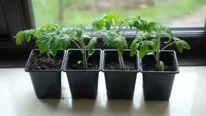 Plântulas de tomate em vasos — sementes e germinação