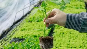 Substratos: Terra vs coco vs perlite para cultivo indoor