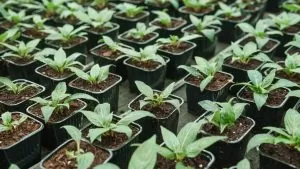 Tendas e kits de cultivo indoor: Como montar um espaço otimizado