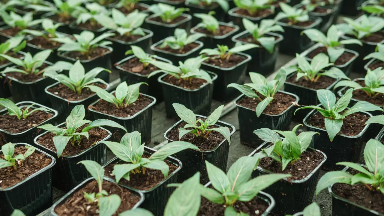 Tendas e kits de cultivo indoor: Como montar um espaço otimizado