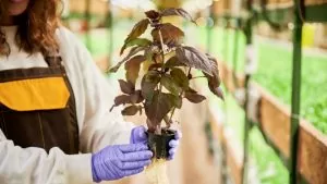 Top Crop: Nutrição orgânica de crescimento e floração
