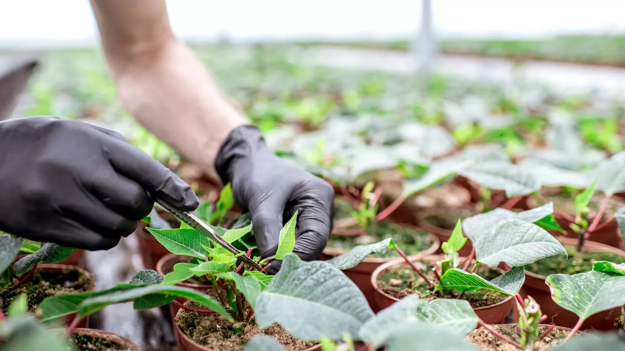 Trimmers e máquinas de corte: Como aparar flores em escala